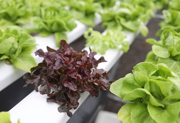 $750 million hydroponics plant moves ahead in Baker County